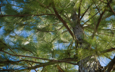 「会社法人」を活用する力、あなたは本当に持っていますか?