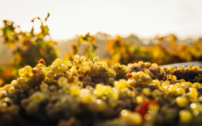 『神の雫』が描く奇跡。「韓国料理×赤ワイン」禁断のマリアージュ