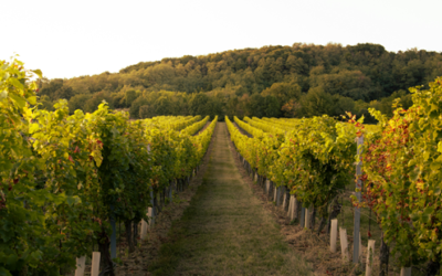 韓国焼肉と奇跡のマリアージュ。その先にある「禁断の世界」へ
