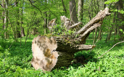 一過性の稼ぎで終わらないための「根幹」の作り方